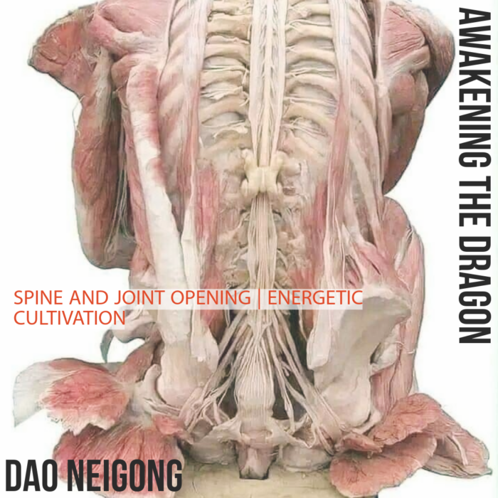 2025 Dao Neigong | Dragon Dao Yin | Vienna