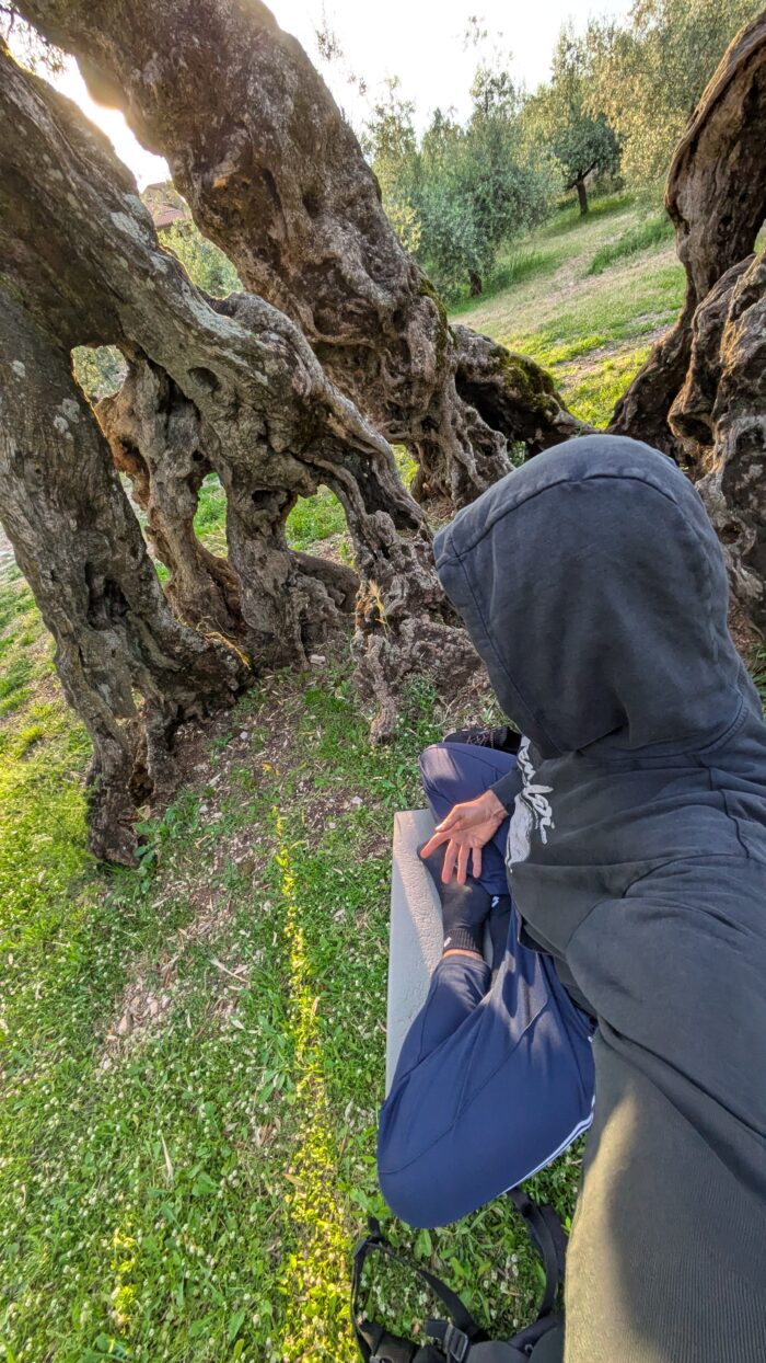 Assisi 1700 year old Olive